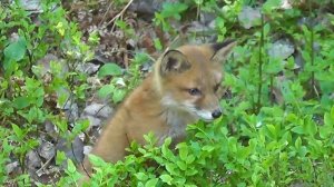 К чему снится лиса? Приснилась лиса во сне ? Сонник ? Толкование снов ?