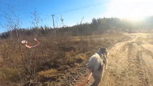 Орех Догтреккинг 5 ноября 2018 смотреть онлайн