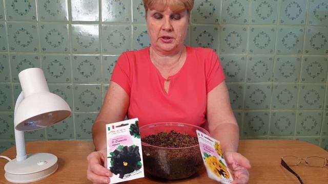 Виола: всхожесть семян ШОКИРУЕТ. смотреть онлайн
