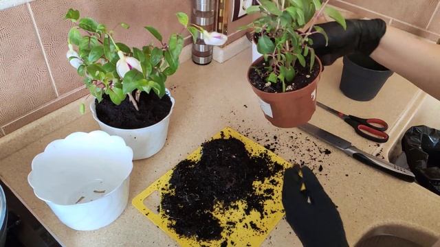 Фуксии Обрезка смотреть онлайн