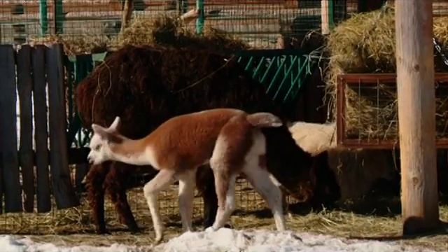 14 03 2016 Детёныша альпака выпустили в вольер Зоопарка Удмуртии смотреть онлайн