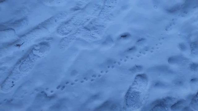 Чьи следы? Распознаём следы на снегу. Подскажите! смотреть онлайн