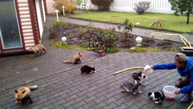 Домашние лисы смотреть онлайн