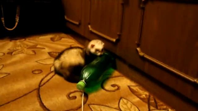 Игрушка хорька. смотреть онлайн