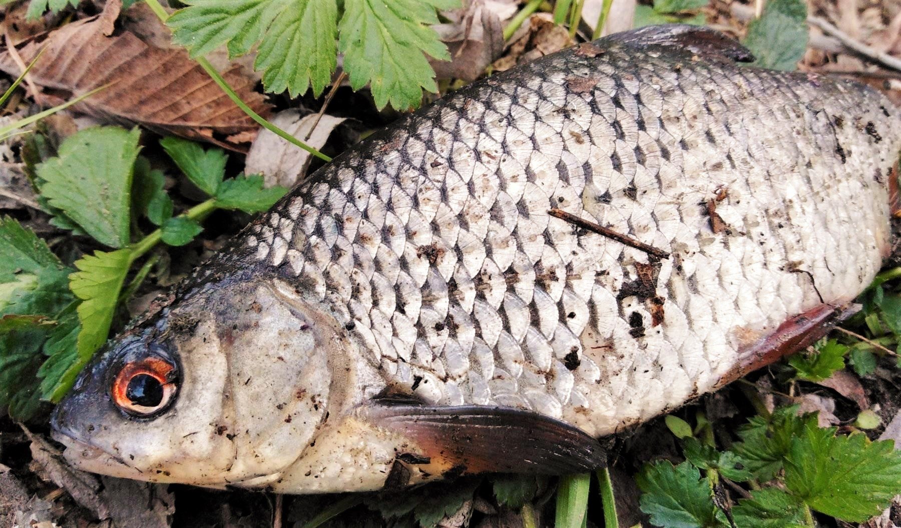 КАК ЛОВИТЬ  плотву весной. Секреты ловли.