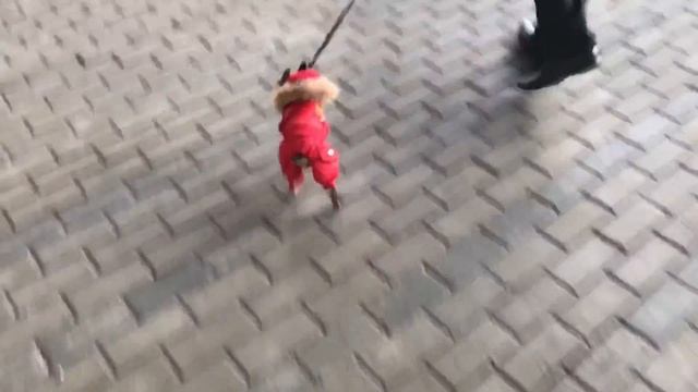 Русский той Хлоя - самая сообразительная и милая собака смотреть онлайн