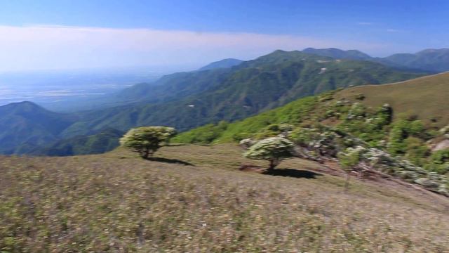 竜ヶ岳のシロヤシオ2016 Rhododendron quinquefolium смотреть онлайн
