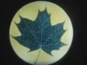 Внутреннее строение листа