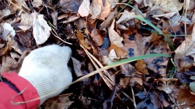 Tesoro Tejon(древнее железо)