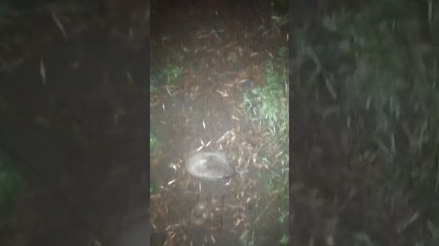 Хищный зверь охотится на лягушек смотреть онлайн