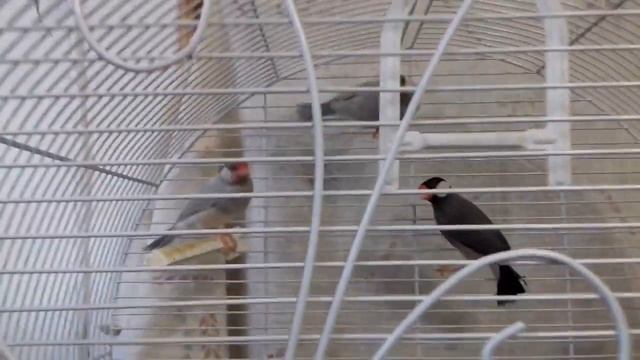 Кенари и Амадины,очень интересные птички. смотреть онлайн