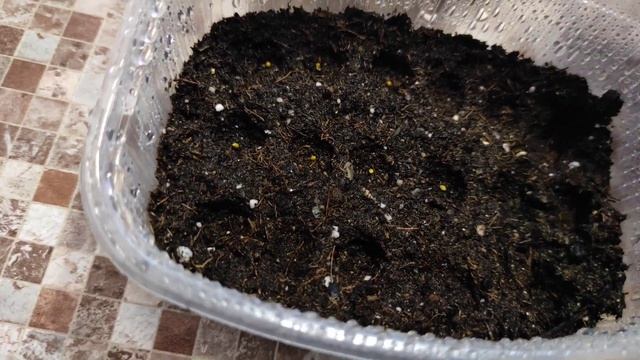 ЛОБЕЛИЯ.От посева до всходов.Самый удобный способ.