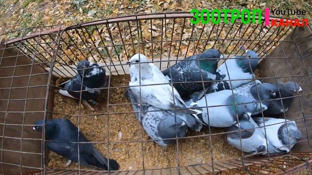 Ярмарка голубей Великодолинское. Голуби и декоративная птица. Кролики. Одесская область. Аккаржа. смотреть онлайн