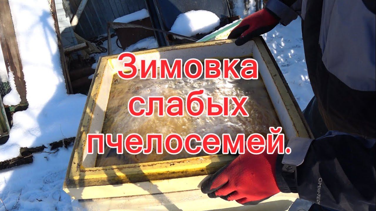 Зимовка слабых пчелосемей. смотреть онлайн