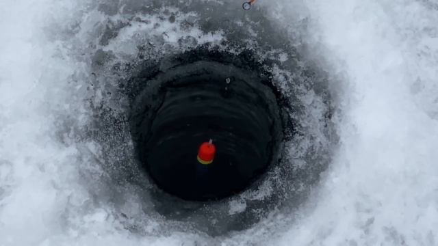 Самоловы на зимней рыбалке в Ахтубе! смотреть онлайн