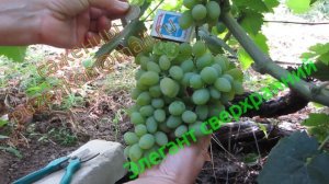 Элегант сверхранний- виноград на участке Пузенко Натальи Лариасовны