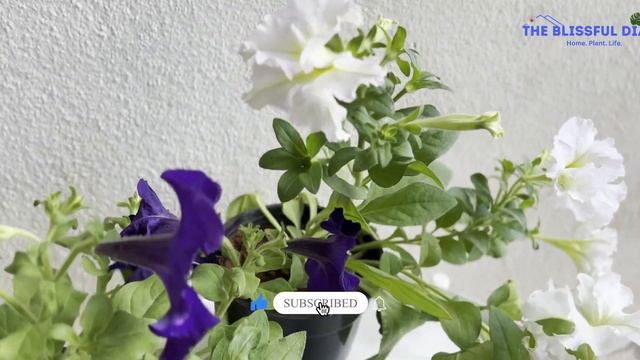 Best Flowering Plants For Winter | Easy To Care Flowers For Shaded & Small Spaces | Garden Care Tip