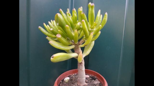 КОЛЛЕКЦИЯ ДЕНЕЖНЫХ ДЕРЕВЬЕВ ТОЛСТЯНОК смотреть онлайн