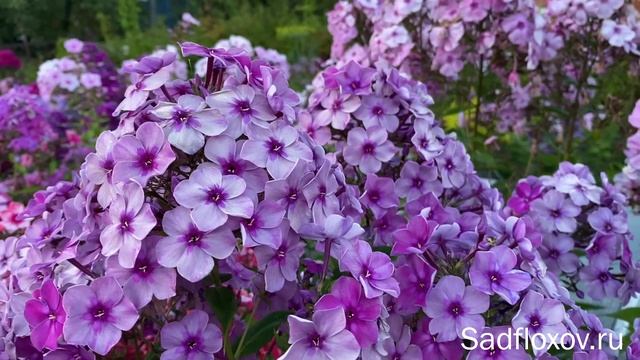 Атласный флокс Алхимик, моей селекции смотреть онлайн