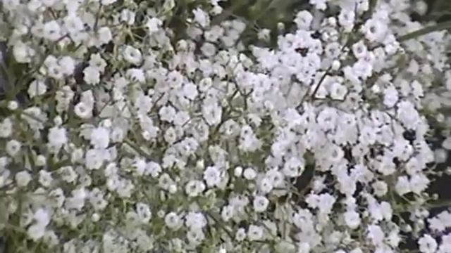 Gypsophila Million Star Zoom Producent C смотреть онлайн