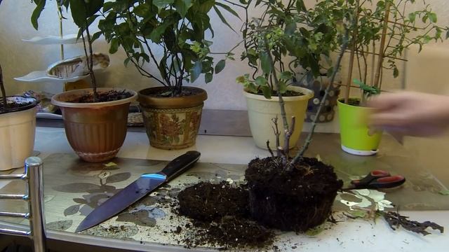 №3 Беспроблемные цветы у меня дома. смотреть онлайн