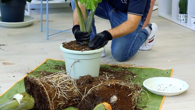 Come propagare un'Alocasia gigante 😍 смотреть онлайн