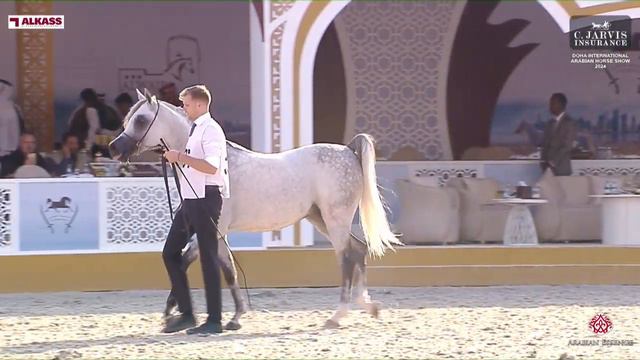 N 337 ARKAN AL SRAIYA Doha International Arabian Horse Show 2024 Stallions 4 6 Years Old Sectio смотреть онлайн
