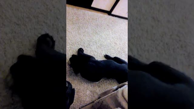 кане корсо смотреть онлайн