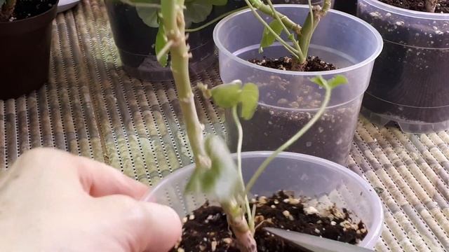 Пышный куст из вытянутых растений! Весенняя обрезка Герани! смотреть онлайн