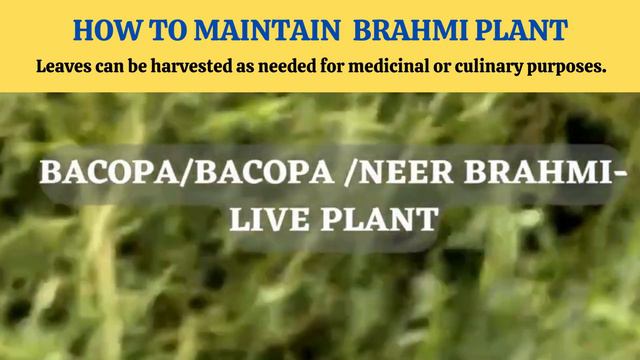 Want To Grow At Home Easily Bacopa monnieri | Brahmi | Nirbrahmi From Seeds & Uses смотреть онлайн