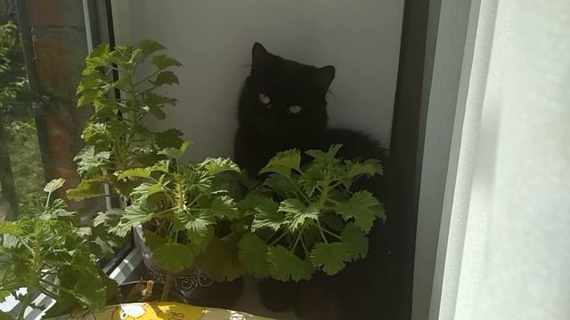 Суббота. Печем паски, красим яйца смотреть онлайн