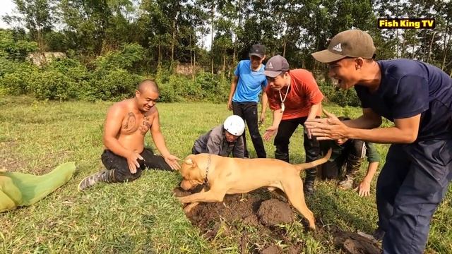 9 Brave Hunter And Pitbull Dog Catch Giant Python 500 Pound смотреть онлайн
