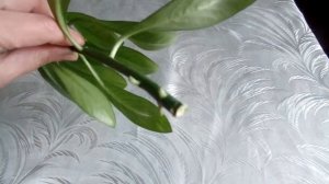 Укоренение верхушечного черенка комнатного растения синадениума в воде и посадка в грунт