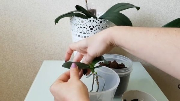 ПОСАДКА детки ОРХИДЕИ фаленопсис КАК посадить ДЕТКУ орхидеи орхидея orchid orchids