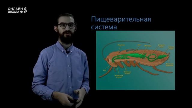 Класс Насекомые. Урок 14. Биология 7 класс смотреть онлайн
