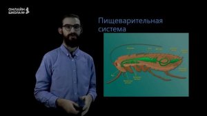 Класс Насекомые. Урок 14. Биология 7 класс