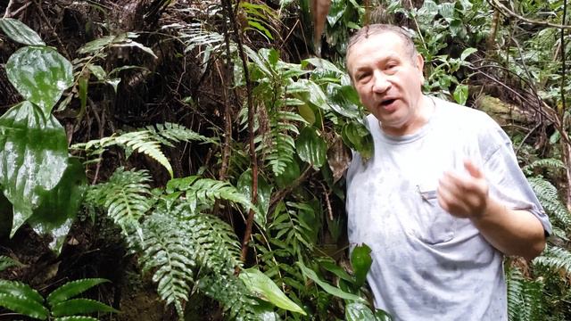 Triassic plants are still with us смотреть онлайн