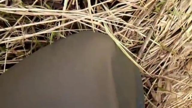 Неман. Отпускаем жереха. 2014