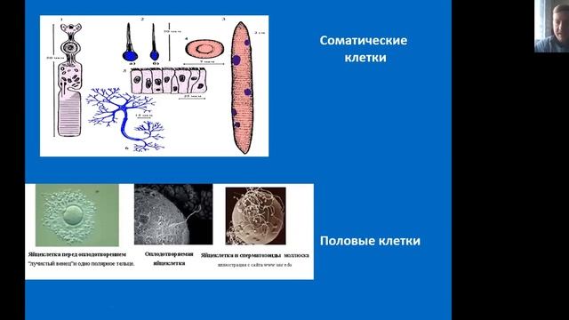 7 класс Клетки и ткани животных 1часть смотреть онлайн