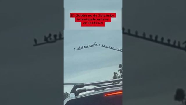 Латиноамериканцы угорают от безуспешных попыток Зеленского вступить в НАТО. смотреть онлайн