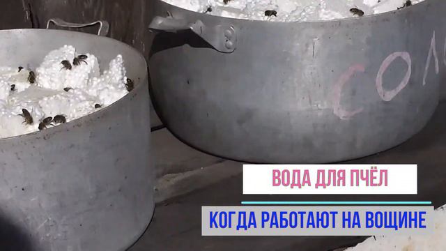 Какая вода нужна пчёлам смотреть онлайн