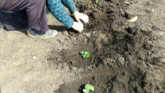 Размножение клубники. смотреть онлайн