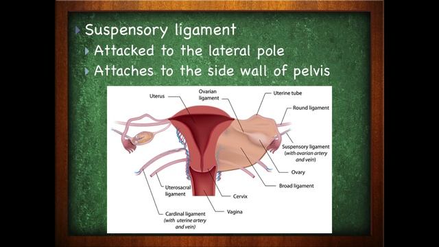 Female Reproductive System : The Ovaries Of The Female Reproductive System (20:02) смотреть онлайн