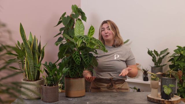 Top 10 low light indoor houseplants! | PLNTSdoctor S01E09 смотреть онлайн