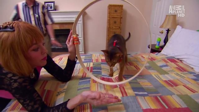 Абиссинская порода