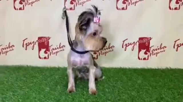 •✨• Девочка-лапочка йоркширский терьер Моника 😊 смотреть онлайн