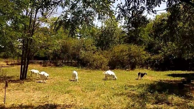 Электроизгородь Протон ИЭ 4. смотреть онлайн