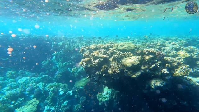 Заповедник Рас Мохаммед, Египет, Шарм Эль Шейх, продолжение экскурсии смотреть онлайн