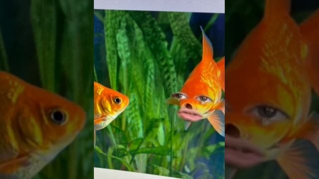 YouCut 20210618 173628768 смотреть онлайн