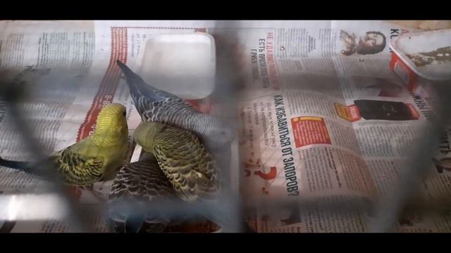 Купить натуральный корм для попугаев можно у нас с доставкой смотреть онлайн